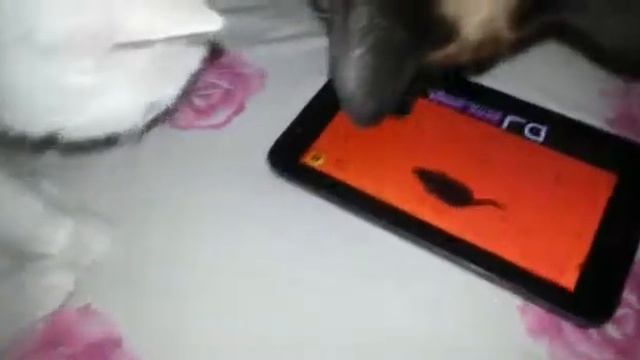 Маринины кошаки смотреть онлайн