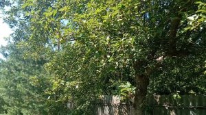 Обзор моих владений.