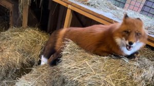 Лиса-Алиса. Лис Игнис припрятал кое-что вкусное