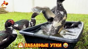 Забавные утки мускусные и пекинские на свободном выгуле со своими друзьями ч.(319) ❣️🤗😂