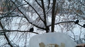 19.12.25г/кормим голубей/чудесная снежная погода.