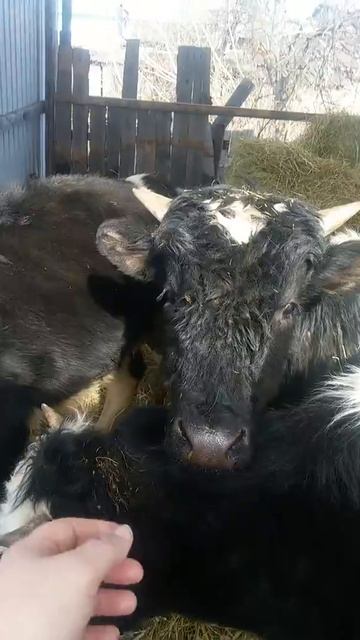 Годовалый Адам и его подруги смотреть онлайн