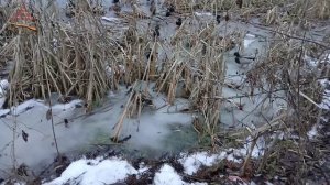 Утиное царство 19.12.2025.