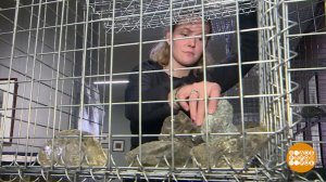 "Во глубине сибирских руд..." Декабристы. 200 лет истории. Доброе утро. Фрагмент выпуска от 19.12...