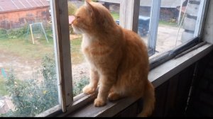 Рыжий кот Митя. Часть 2