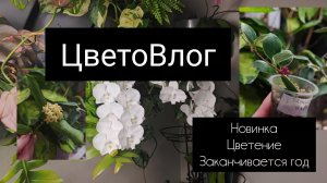 ЦветоВлог. цветение, новинки и уходящий год