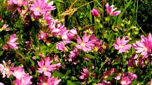 Луговые травы и цветы