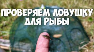 Проверяем ловушку для рыбы из Китая в действии
