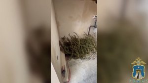 Житель Ставрополья хранил дома 4,5 килограмма наркотиков