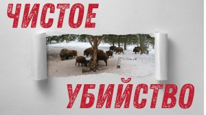 Чистое убийство! Охота на кабана с вышки!