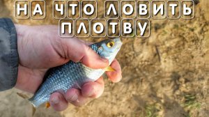 На что ловить плотву на что клюет плотва БОЛЬШОЙ СЕКРЕТ