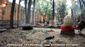 Куриная рутина – что делают куры на выгуле 😂 эпизод (91)