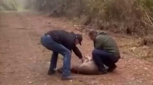 В Сочи спасли косулю из торгового центра