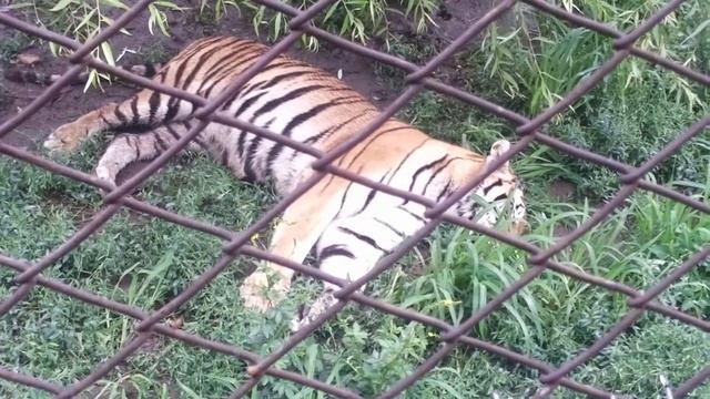 SAFARI PARK HARBIN part 6