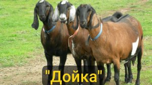 Дойка 🍼 Клары, кормёшка морковкой 🥕, размышления в слух 😁 😄 😄