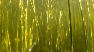 Подводная охота. Тактика охоты в камышах