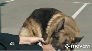 Гнездилов из сериала Пёс