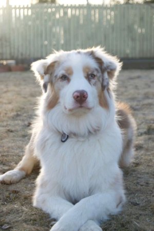 Туториал бумажную собаку