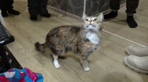 Особое новогоднее задание