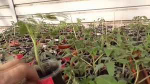 Первое закаливание томатов. "Делаю" сибиряков из "иностранцев". 5 марта 2023 года.