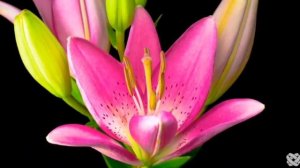 🎶МЕДИТАЦИЯ ИСЦЕЛЕНИЯ ЗВУКОМ.🎶🌸
СНЯТИЕ НЕГАТИВНЫХ БЛОКОВ.
ЛЕЧЕНИЕ ДУШИ☄️