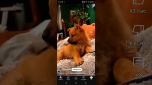 Смешные коты 😺