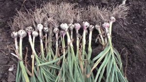 Польза чеснока