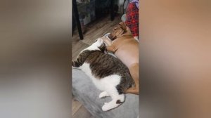 Кошки против собак (Рождественская версия) 🌲