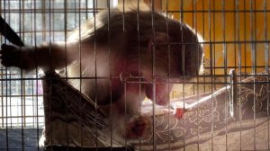 ЗАБРАТЬ нельзя ОСТАВИТЬ - сама бросит, или убьют самцы! Надо СОХРАНИТЬ дитя! Приняты меры, наблюдаем