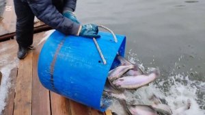 Второе зарыбление!