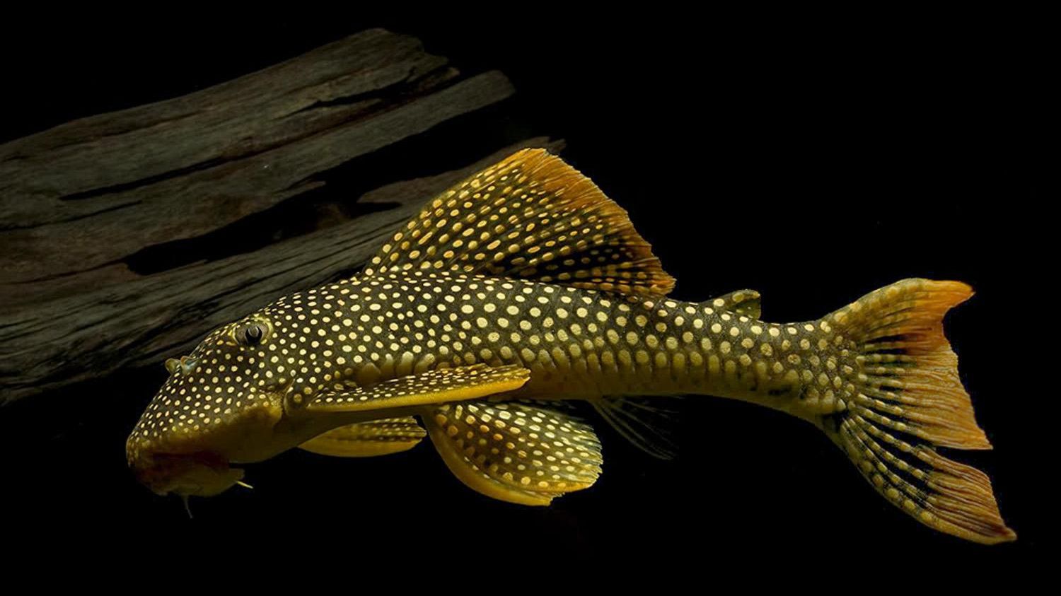 Сомик L014 против мощного течения смотреть онлайн