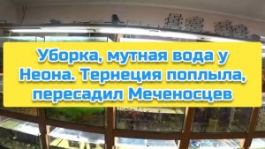 Уборка, мутная вода у Неона. Тернеция поплыла, пересадил Меченосцев