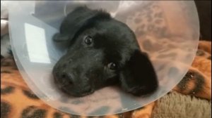 Орлика прооперировали.