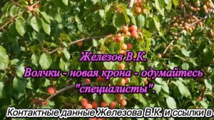 Железов В.К. Волчки - новая крона - одумайтесь "специалисты".