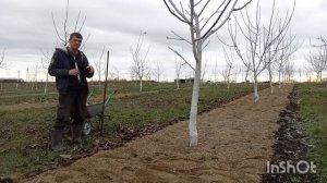 Самый эффективный и экономичный метод минерального питания ореха.