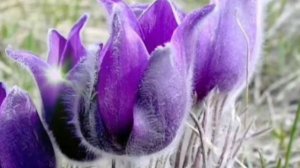 СЧАСТЛИВЫЙ СОН. Авторская песня В.Рих.