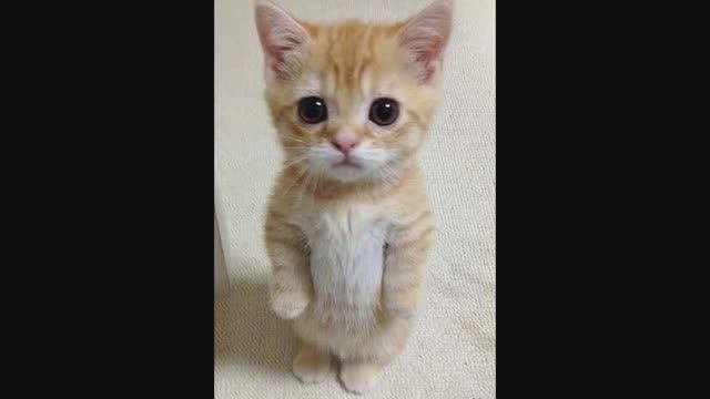 ГИМН КОШАТНИКОВ! ) "КОТИК- ЗАБИЯКА" Песня про людей смотреть онлайн