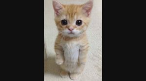 ГИМН КОШАТНИКОВ! ) "КОТИК- ЗАБИЯКА" Песня про людей