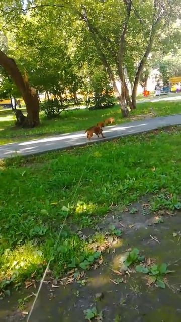 3 августа 2017 г. смотреть онлайн