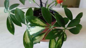 Укоренение черенков варигатной Шефлеры Герды