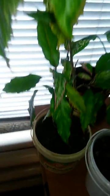 Новосёлы мои 2016 смотреть онлайн