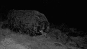 Одноглазая лиса в Сайлюгемском нацпарке