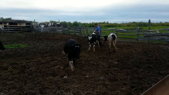 МОЯ скотина 2016 смотреть онлайн