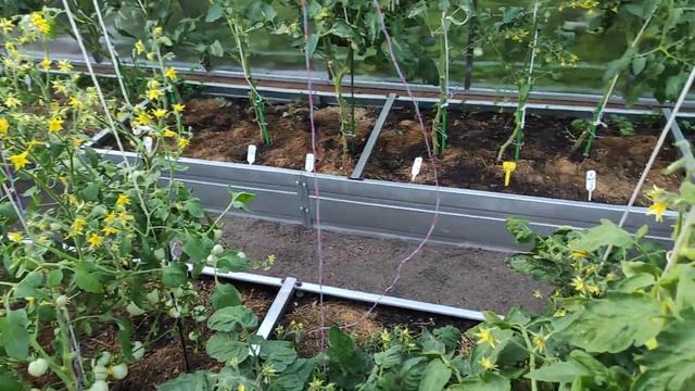 32-ДАЧА  .Помидоры радуют.. некоторые сорта(26.06.21) смотреть онлайн