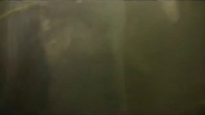 Подводная охота. Взяли крупного толстолобика.