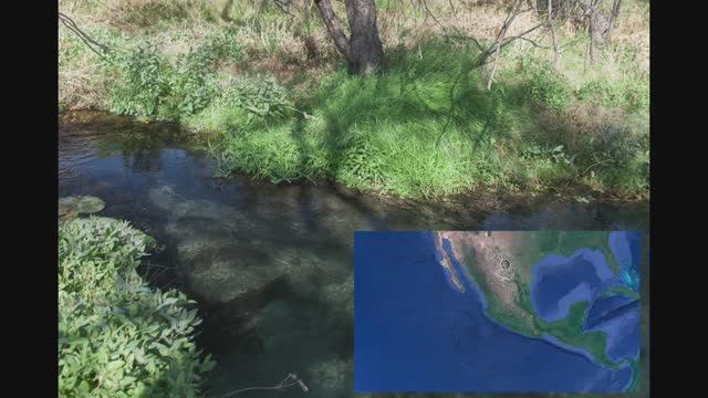 Бриллиантовая цихлазома в природе смотреть онлайн