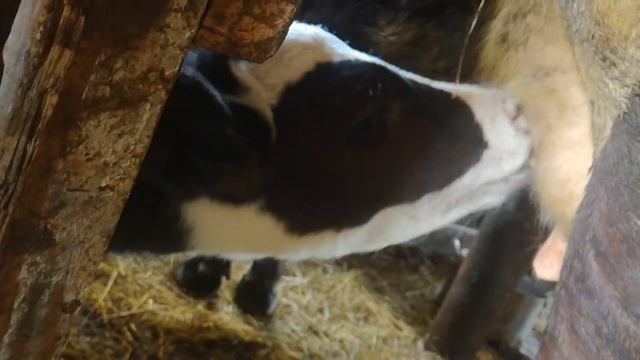 Адам 2 Что то мой телёнок плохо пьет из ведра!!! смотреть онлайн