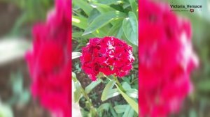 Гвоздика очень красивая и вспомним лето.#цветы