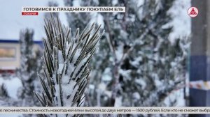 Готовимся к празднику, покупаем ель