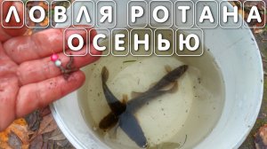 Ловля Ротана осенью в пруду удочкой видео